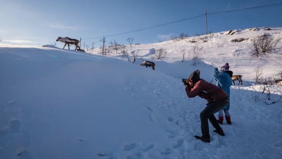 Tromsø: Arktischer Natur-Roadtrip mit Fotos & malerischem Mittagessen