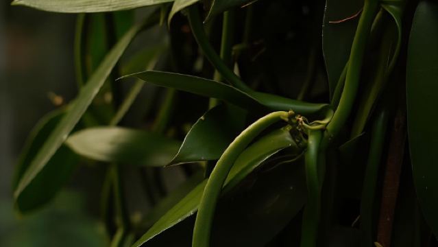 Ella: Kochkurs mit faszinierender Gewürzgarten-Tour