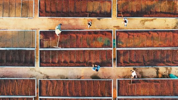 普洱太陽河森林公園+炬點咖啡私家小團【接送+親子+咖啡講解】