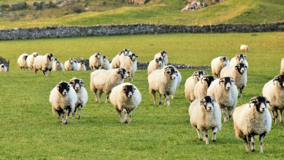 The Yorkshire Dales Tour from York