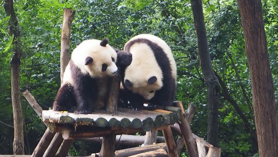 Entrada a la base de cría de pandas de Chengdu con traslado o guía opcionales.
