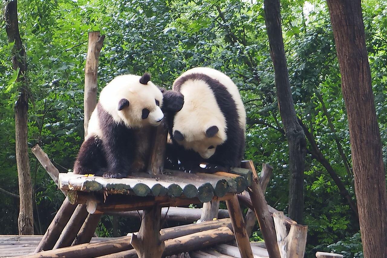 Biglietto per la base di riproduzione dei panda di Chengdu con trasferimento o guida facoltativi