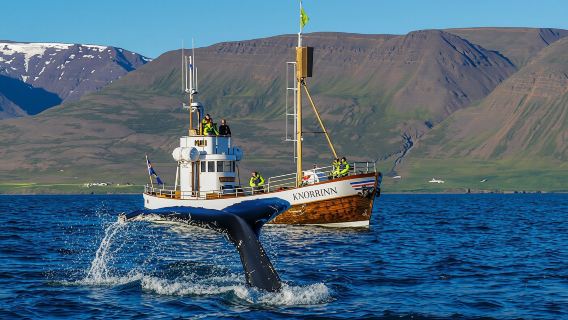 AkureyriExperiences