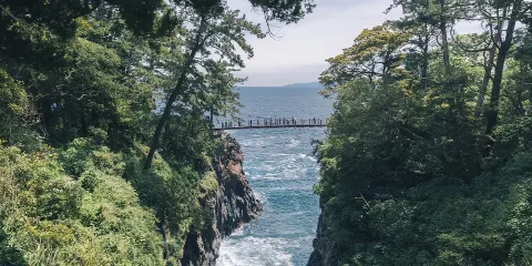 日本東京來回:伊豆+城崎海岸+門脅吊橋+河津櫻花一日遊