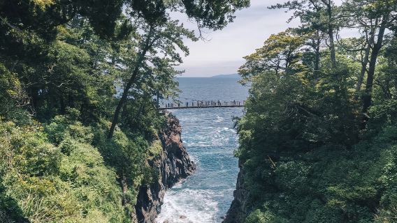 日本伊豆觀海列車+城崎海岸+門脅吊橋+河津櫻花一日