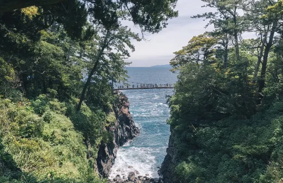日本伊豆觀海列車+城崎海岸+門脅吊橋+河津櫻花一日