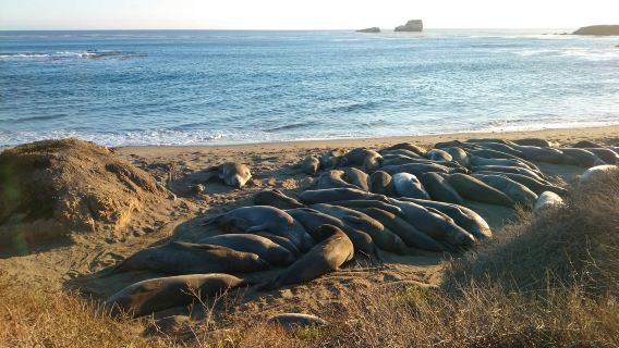 美國一號公路舊金山-洛杉磯全路段/行程靈活客製化/諮詢享減