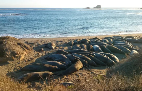 美國一號公路三藩市-洛杉磯全路段/行程靈活定制/諮詢享立減