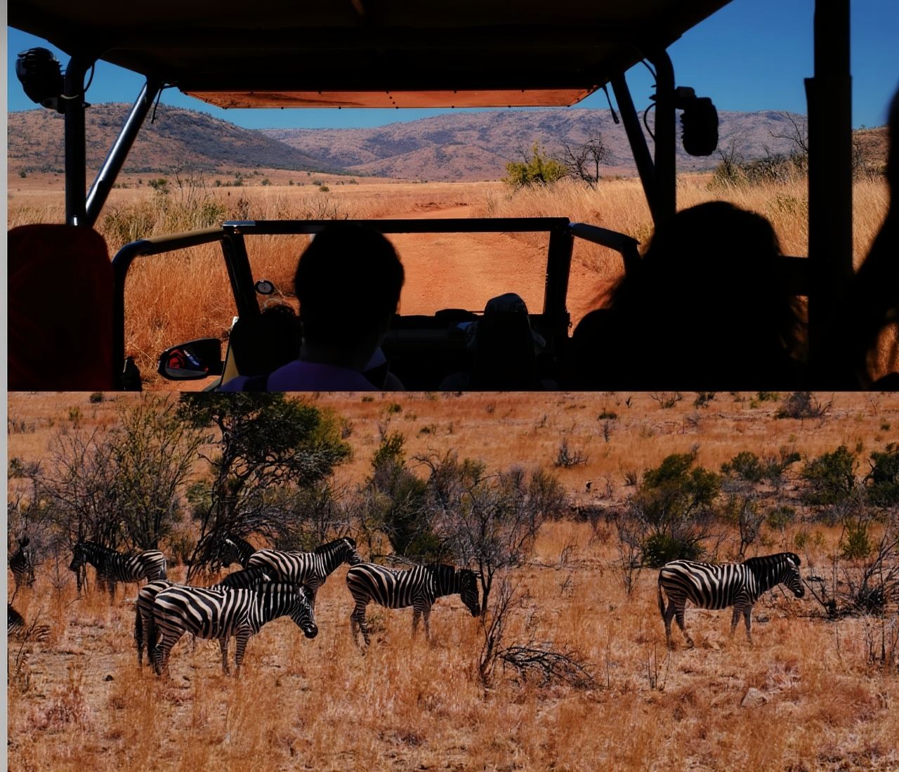 Johannesburg - Sun City Resort - Pilanesberg National Park Private Charter 1-Day Tour [Safari]