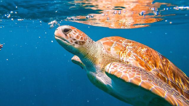 Harbour Lights-Chair &Turtle Shipwreck Snorkel Tour(10:30-1:30pm)