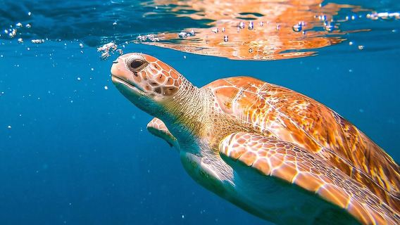 Harbour Lights-Chair &Turtle Shipwreck Snorkel Tour(10:30-1:30pm)