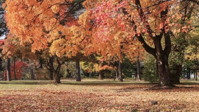日本札幌北海道大學-狸小路商店街-大通公園【北海道中文專車】