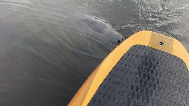 Delfin- und Seekuh-Abenteuertour in Naples mit Florida History