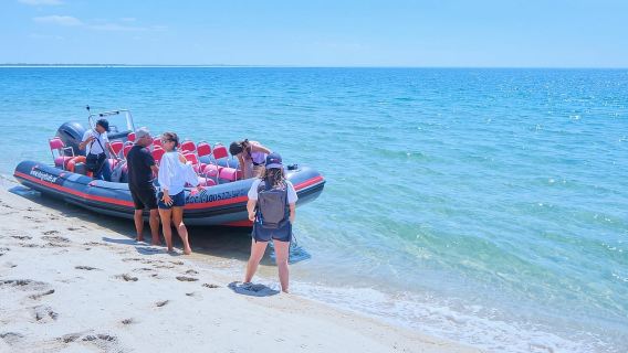 Setúbal: Lawatan Bot Memerhati Lumba-lumba