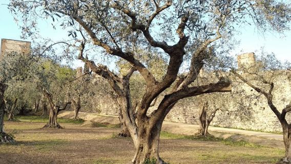 Verona Off-Road Hills Walk