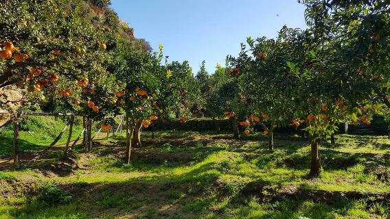 Valle de los Templos: Entrada al Jardín de Kolymbethra