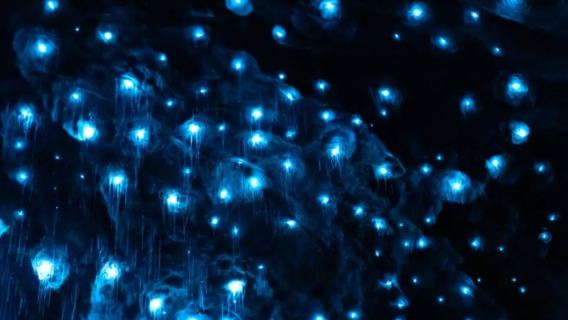 New Zealand: Te Anau Glowworm Caves Tour