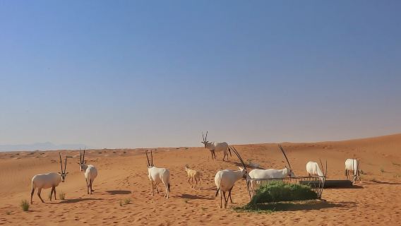 ดูไบ: ทริปขับเจ็ปซาฟารีทะเลทรายยามพระอาทิตย์ขึ้นพร้อมกิจกรรมสัมผัสสัตว์ป่า