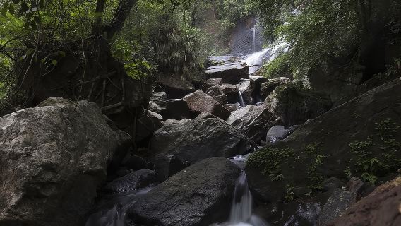 'Explore Sinharaja' rainforest - Discovery Tour (half day)