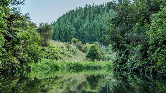 Tour chèo thuyền kayak Chạng vạng Glowworm – Hồ Karapiro