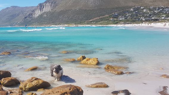 Private Tour Of Penguins, Cape Of Good Hope & Peninsula.