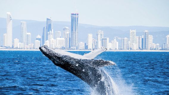 ゴールドコースト沖クジラウォッチング遊覧船【サーファーズパラダイス/シーワールド往復+複数船型の安定した遊覧船/海岸クルーズ/美味しい軽食】