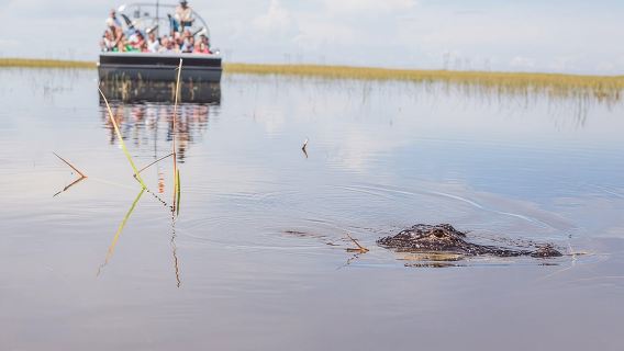 Avventura in idroscivolante e incontro con la fauna selvatica nelle Everglades della Florida