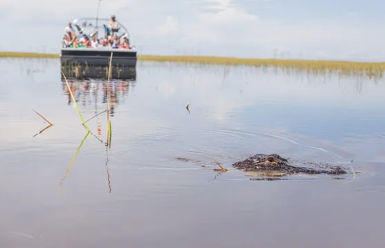 佛羅裡達大沼澤地氣墊船探險與野生動物邂逅