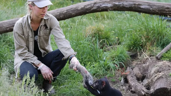 Tur Sehari Memberi Makan Tasmanian Devil Selama 1 Jam di Cradle Mountain