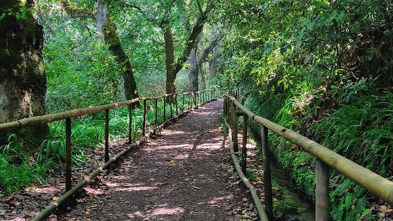 Transfer to Caldeirão Verde Levada Self-Guided Hike Queimadas