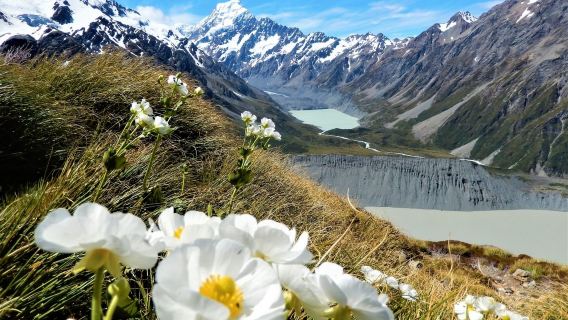 紐西蘭蒂卡波湖+普卡基湖+庫克山國家公園+庫克山鮭魚養殖場
