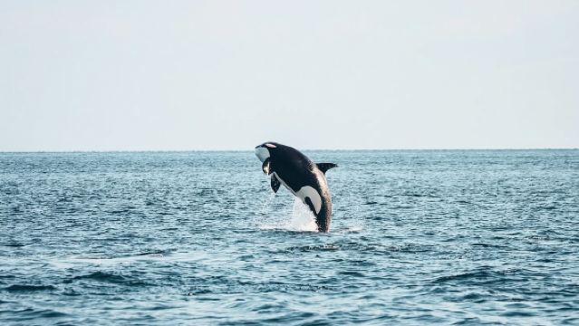 Victoria Half-Day Whale Watching Adventure with Free Photos