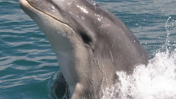 Tour por el Santuario de Vida Silvestre Motuara y crucero de delfines desde Picton