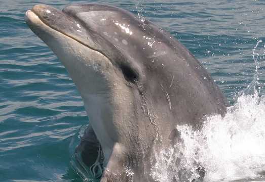 Motuara Wildlife Sanctuary Tour and Dolphin Cruise from Picton