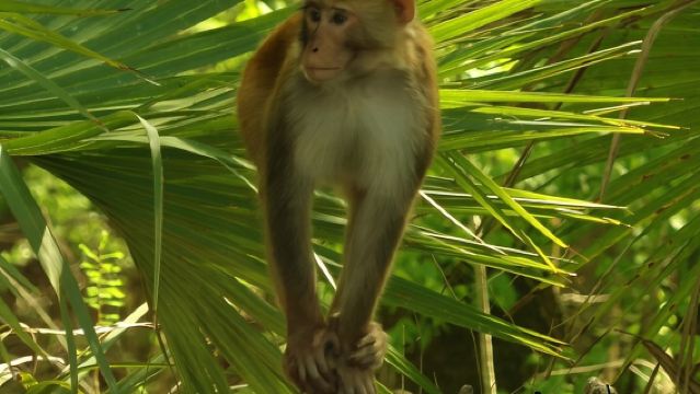 銀泉清水皮划艇海牛、猴子和野生動物探險之旅