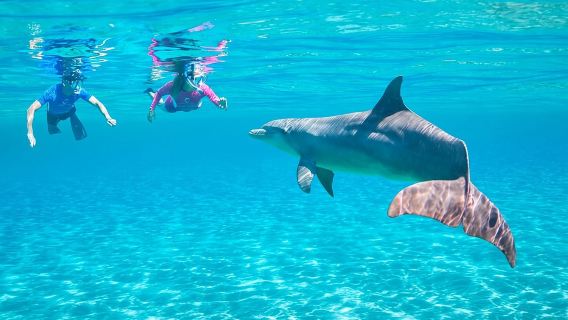 Dolphin House Snorkeling Sea Trip Ultimate Adventure - Hurghada