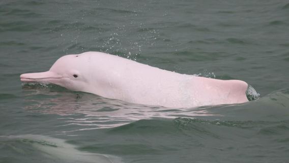 Isla Lantau: Teleférico prioritario, Tai O y traslado directo