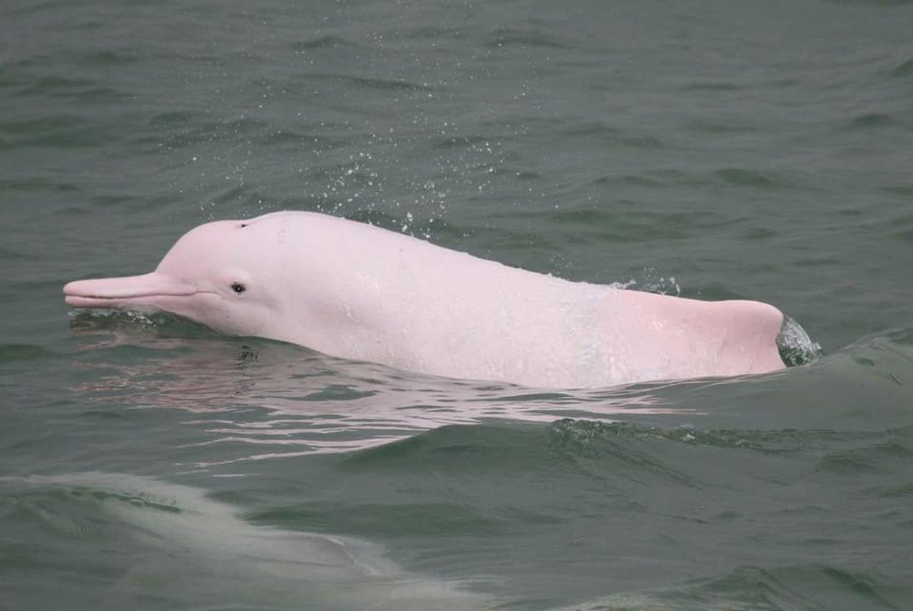 Isla Lantau: Teleférico prioritario, Tai O y traslado directo