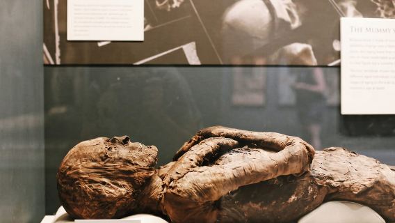 Tour del Museo di Storia Naturale e Aerospaziale Smithsonian per 8 persone