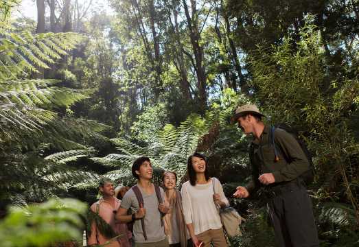 From Melbourne: Great Ocean Road, 12 Apostles & Koalas AUD 127.33