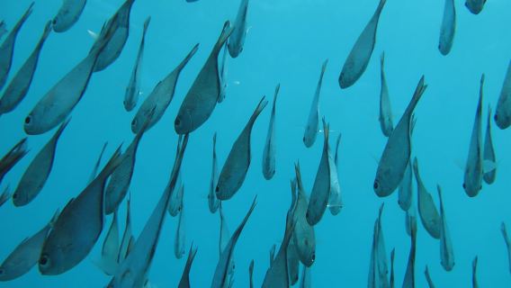 Matemwe : excursion en bateau avec observation des dauphins et plongée avec tuba sur l'île de Mnemba