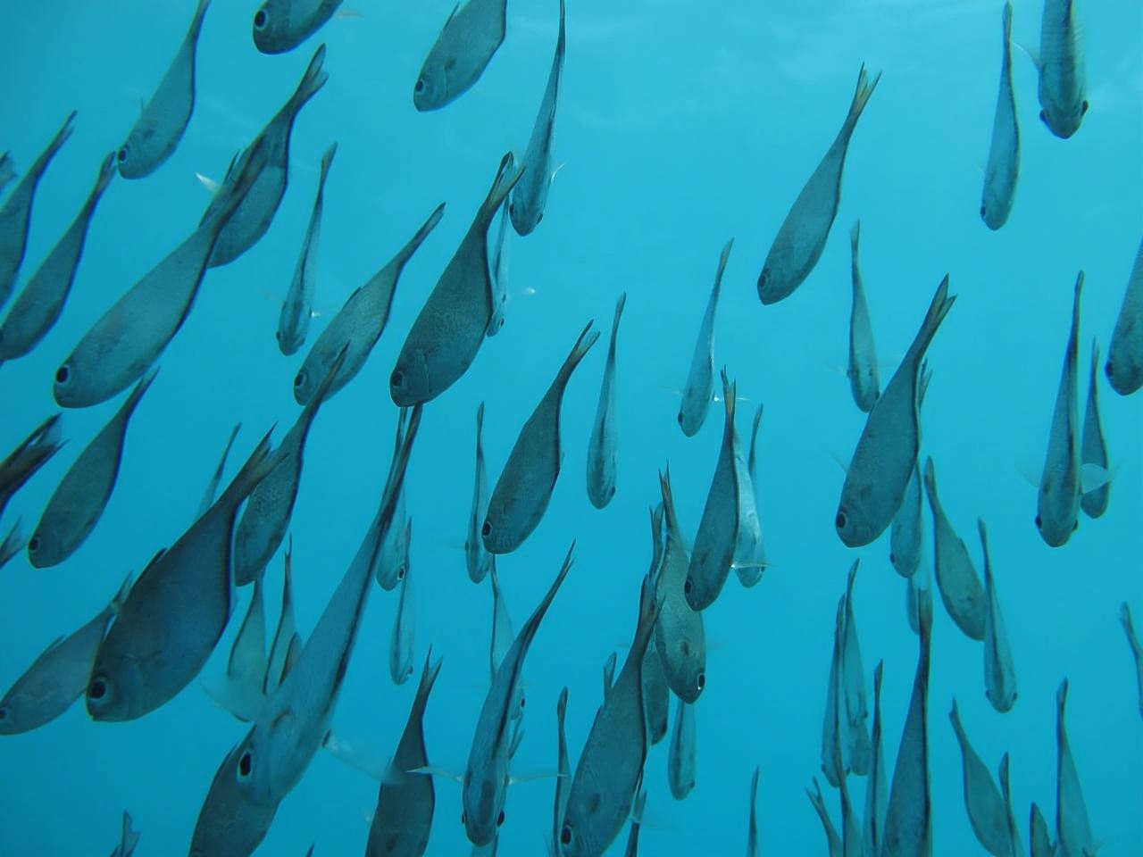 Matemwe: Mnemba Island Dolphin & Snorkeling Boat Trip