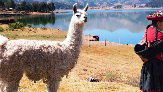 Desde Cusco: Excursión privada a Chinchero con paseo de alpacas
