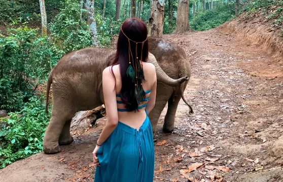 野象谷+原始森林公園一日遊可選15人小團純玩不進店邂逅野象