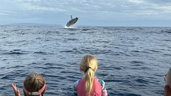 Maui Öko-Rafting: Schildkröten-Schnorcheln + Walbeobachtung (Halbprivat)