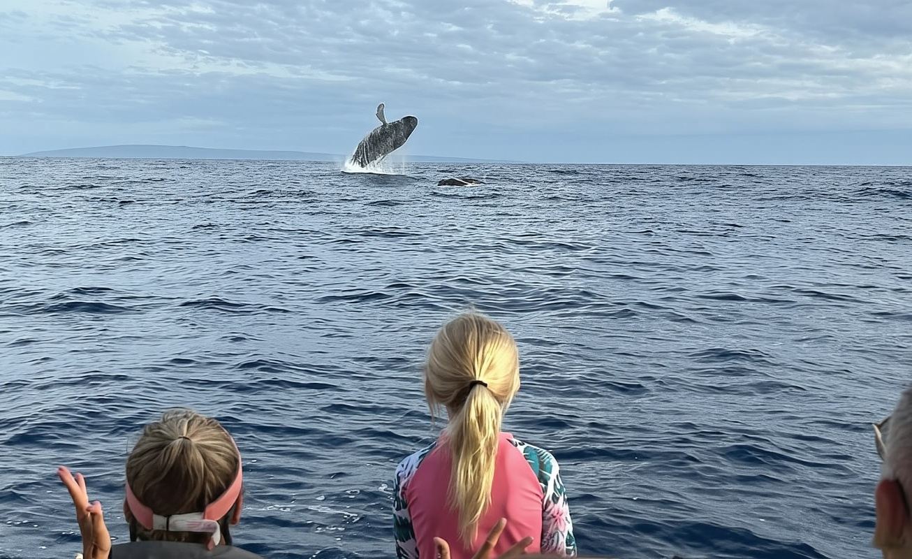 Maui Eco Raft: Snorkel Penyu + Pengamatan Paus (Semi-Privat)