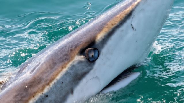 南アフリカ オーヴァーバーグ地区で体験する2時間のダイビング&シュノーケリング【南アフリカのサメケージダイビング体験、季節によってホホジロザメ、アザラシ、様々な海鳥やクジラを観察】