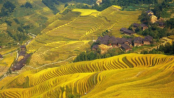 Yangshuo Private Guided 1-Day Tour Longji Rice Terraces, Pingan Zhuang Village, Huangluoyao Village, Jinkeng Rice Terraces