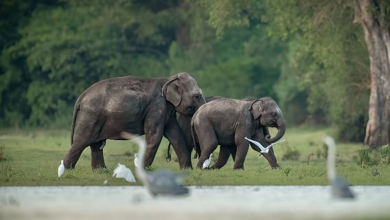 Kumana National Park Half Day Jeep Safari
