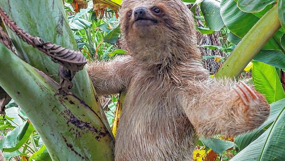 Sloths in the Rain Forest and Safari by the River